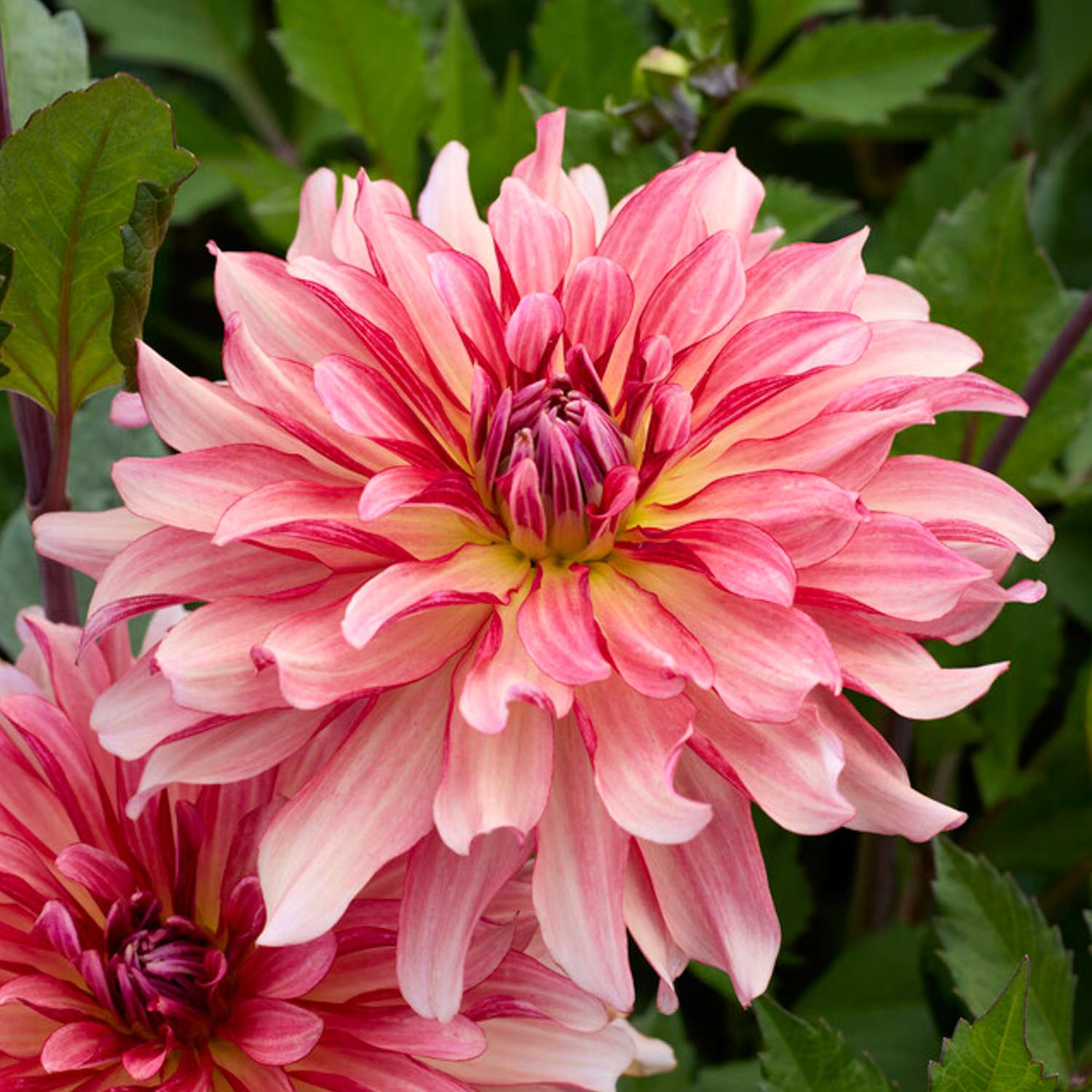 Daalia ‘Dutch Delight’